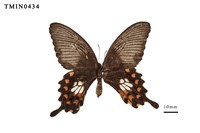 藏品(玉帶鳳蝶)的圖片